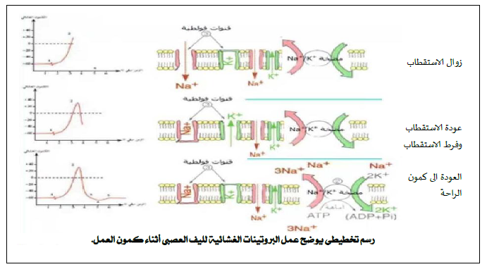 الملخص العلاقة بين مراحل كمون العمل و عمل القنوات الفولطية